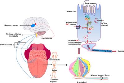 G Protein-Coupled Receptors in Taste Physiology and Pharmacology